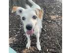 Adopt Blanche a Jack Russell Terrier, Mixed Breed
