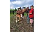 Adopt Callan A Quarterhorse