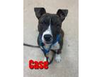 Adopt CASE a Pit Bull Terrier