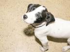 Adopt SIGMOND a Beagle, Mixed Breed