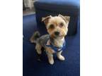 Adopt Victor a Yorkshire Terrier