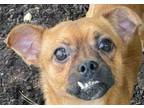 Adopt Squiggy a Pug, Terrier