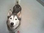 Adopt ROXY a Siberian Husky