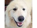 Adopt Lincoln in KY - Low-Key and Chill :) a Great Pyrenees