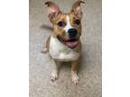Adopt French Toast a Pit Bull Terrier