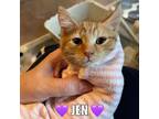 Adopt Jen (Bambi kittens) a Domestic Short Hair