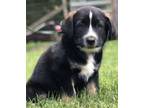 Adopt Myer a Shepherd, Mixed Breed