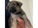 Adopt Lab-Pug-Mix a Labrador Retriever, Pug