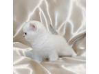 Luxury Pure Breed British Shorthaqir Kittens Sale