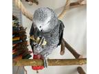 M/F Generous DNA Trained African Grey Parrots for sale