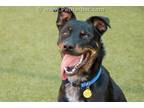 Adopt A1151186 a Labrador Retriever, Rottweiler