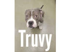 Adopt Truvy a American Staffordshire Terrier