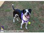 Adopt BRAVEHEART a Staffordshire Bull Terrier, Mixed Breed