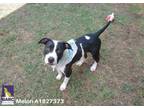 Adopt IZZY a Staffordshire Bull Terrier, Mixed Breed