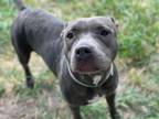 Adopt MISS PIGGY a Staffordshire Bull Terrier, Mixed Breed