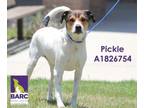 Adopt PICKLE a Beagle, Mixed Breed