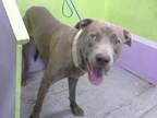 Adopt FLOUNDER a Staffordshire Bull Terrier, Mixed Breed