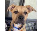 Adopt Liza Sawyer A Pit Bull Terrier, Boxer