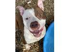 Adopt 50393728 a Pit Bull Terrier, Mixed Breed