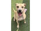 Adopt Cashew a Pit Bull Terrier, Mixed Breed