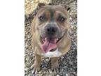 Adopt Sassy a Pit Bull Terrier, Mixed Breed