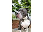 Adopt Ozzy Pawsbone a American Staffordshire Terrier