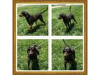 Adopt SALLY a Black and Tan Coonhound