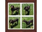 Adopt PEPPER a Black and Tan Coonhound