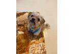 Adopt Milo a Wirehaired Terrier