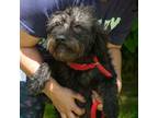 Adopt Wrangler a Wirehaired Terrier