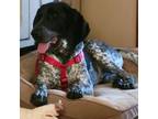Adopt Shadow a Bluetick Coonhound