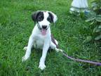 Adopt Tina A Labrador Retriever, Hound