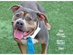Adopt Ted a Pit Bull Terrier, Mixed Breed
