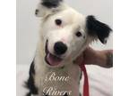 Adopt Bone Rivers a Border Collie, Mixed Breed