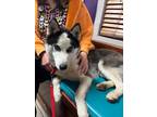 Adopt Timber (LF-Fostered in TN) a Husky