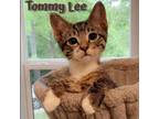 Adopt Tommy Lee A Domestic Short Hair, Abyssinian
