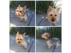 Adopt Ray a Yorkshire Terrier