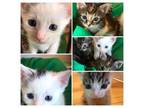 Adopt Watts Project Kittens- preadoptions ONLY a Domestic Short Hair