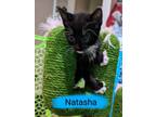 Adopt Natasha (3of3) A Domestic Short Hair