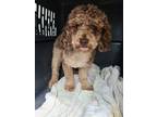 Adopt Frank a Poodle