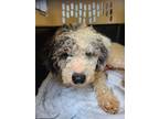 Adopt Fritz a Poodle
