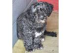 Adopt Frannie a Poodle, Bernese Mountain Dog