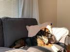 Adopt Roscoe (super friendly!) a Beagle