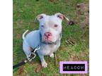Adopt Meadow a American Staffordshire Terrier