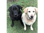 Adopt Ellie & Bailey a Labrador Retriever, Golden Retriever