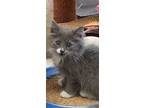 Adopt Sterling a Domestic Long Hair, Maine Coon