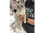 Holly Madison, Tonkinese For Adoption In San Angelo, Texas