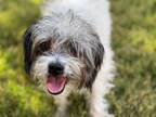 Adopt Bayley (TX) a Shih Tzu, Terrier