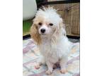 Adopt Joan Jette - Available for Meet & Greet a Poodle