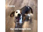 Adopt Gypsy a Beagle